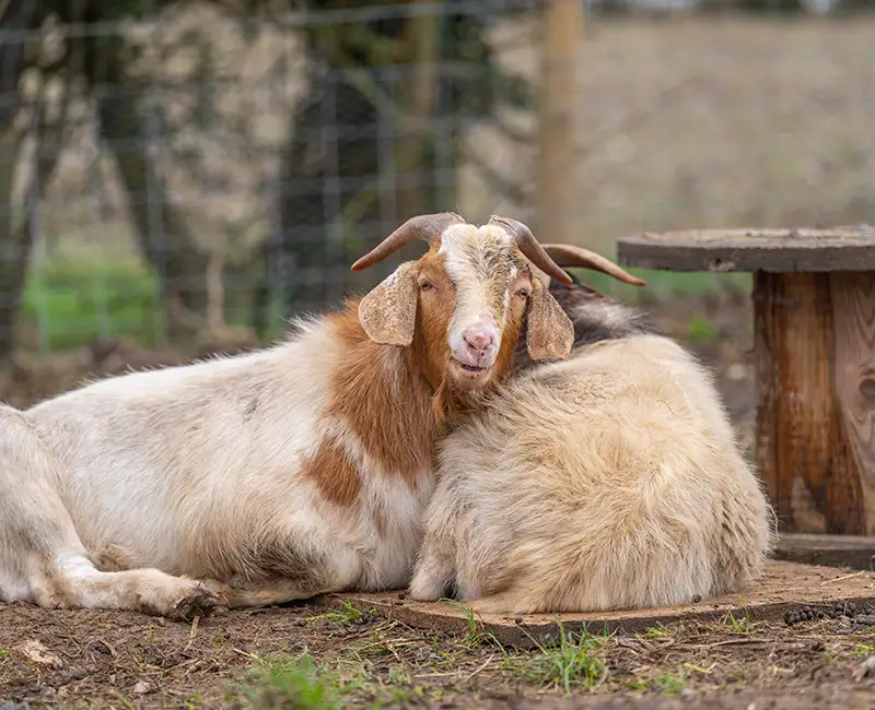 goats on a farm